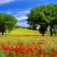 Poppy field