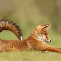 Foxy fox