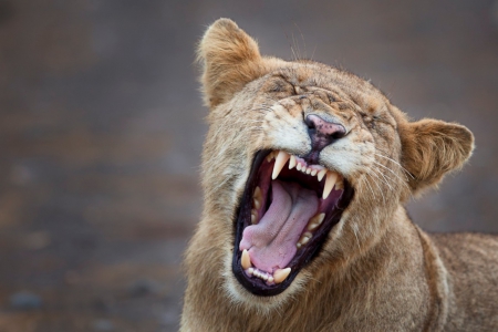 Fierce yawn - yawn, lion, lioness, big cat