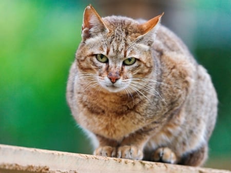 Cat - sleeping, beauty, cat face, hat, animals, sleepy, paws, face, pretty, cute, cat, kitty, lovely, kitten, cats, beautiful, sweet