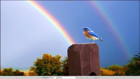 Rainbow - bluebird, flowers, spring, rainbow