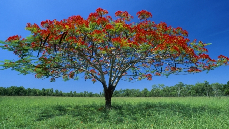 marvelous fruiting tree - field, tree, fruit, grass