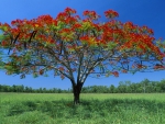 marvelous fruiting tree