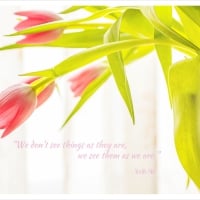 Graceful Tulips and Wise Wordsâ™¥