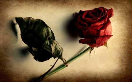 Red rose - rose, flower, dried, old