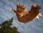 Acrobat cat