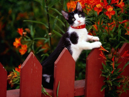 Cat - sleepy, cute, beautiful, cat, sleeping, kitty, cats, hat, cat face, paws, face, animals, pretty, beauty, sweet, kitten, lovely