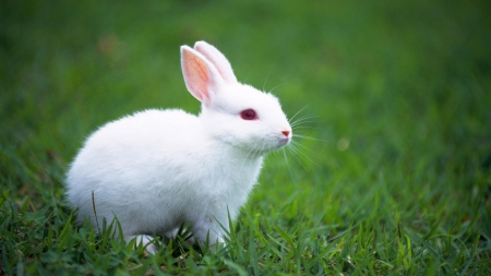 This one is for (Mimibunny) Bonnie - Cute, Grass, Sweet, Bunny