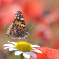 Painted Lady Butterfly