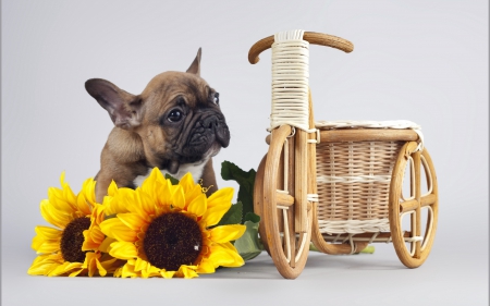 *** Pug with flowers *** - flowers, animal, animals, dogs