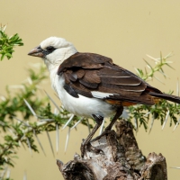 Bird on Tree Stump