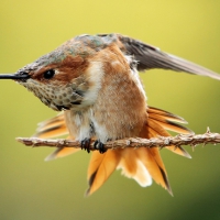 Humming Bird on the Branch