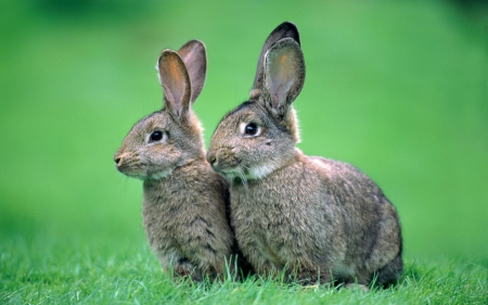 Bunnies - rabbits, nature, animals, bunnie, wallpaper, cute, spring