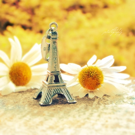 Paris - white, soft, paris, flowers, daisies