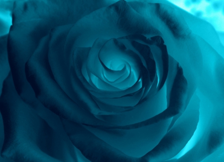 Blue Rose