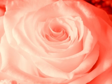 Delicate Rose - delicate, pink, rose, beautiful flower