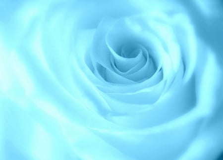 Blue - Blue Rose, roses, rose, flower