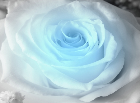 Blue Rose - roses, rose, flower, blue