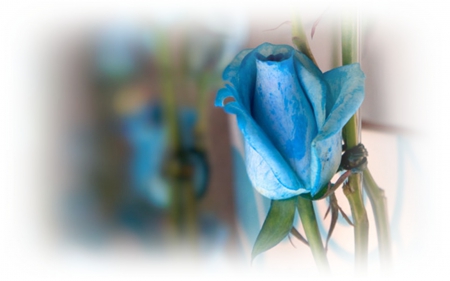 One Blue Rose