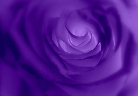 Purple Rose - purple, rose, roses, flower