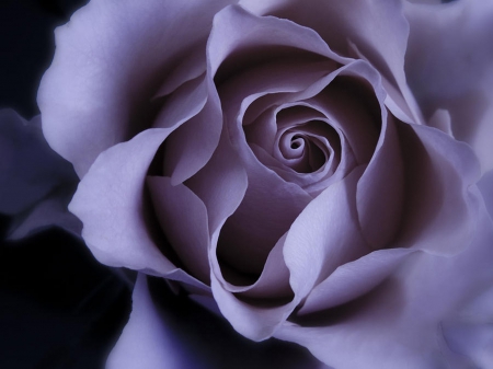 rose - beauty, purple, photoraphy, artdeco, rose