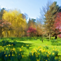 daffodil garden