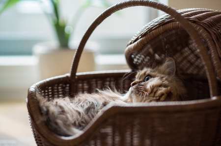 Cat - sleepy, cute, beautiful, cat, sleeping, kitty, cats, hat, cat face, paws, face, animals, pretty, beauty, sweet, kitten, lovely