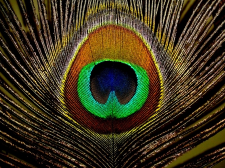 Peacock feather - peacock feather, indian photography, closeup, macro, bird feather, green, dark blue, feather, macro photography, contrast, colourful