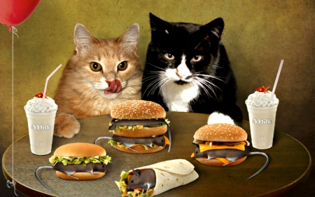 Burger snacks - burger, taco, funny, food, cute, cat, animals, shakes