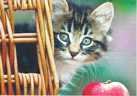 Tabby kitten in a basket of apples