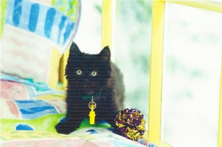 Black kitten sitting on a chaise longue