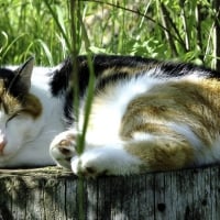 A calico cat