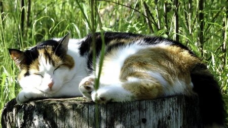 A calico cat - trump, cute, paws, sleeping, cat, calico