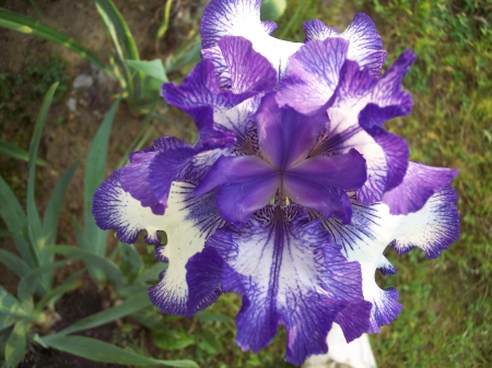 That flower - flowers, nice, nature, purple