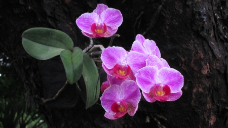 Beautiful orchids - pretty, orchids, flower, Beautiful