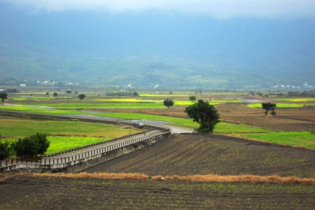 Rural scenery - scenery, Rural, fields, road, tree