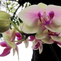 Pretty orchids