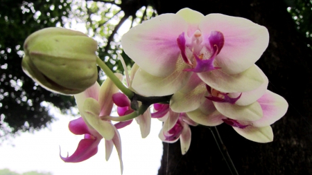 Pretty orchids - Pretty, orchids, flower, lovely