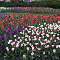 Fields of Tulips