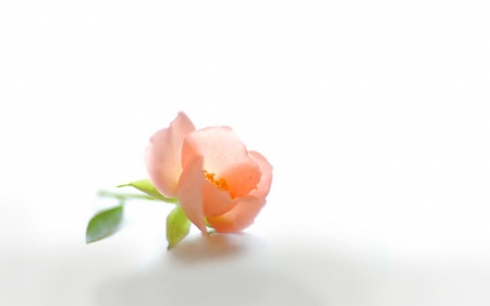 Single bloom - coral, single, beauty, flower, leaves