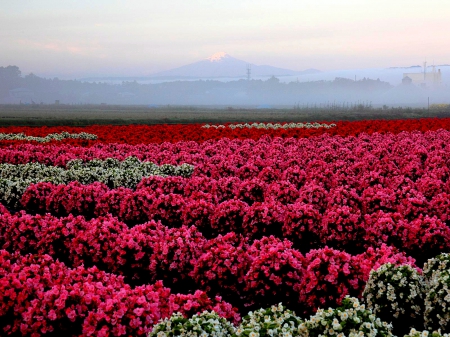 GARDEN in MORNING MIST - flower, mountains, japan, field, spring, mist