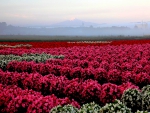 GARDEN in MORNING MIST