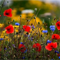 Poppies