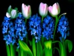 TULIPS & HYACINTHS