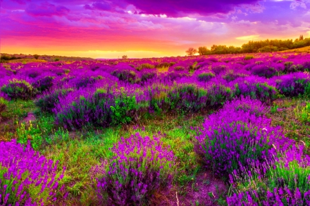 SPRING DUSK - sky, sun, sunset, field, spring, nature, flower heath, west, flowers, landscapes