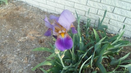 Iris - leaves, green, iris, flower