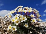 Mountain flower in the rock