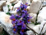 Linaria - mountain flower