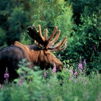 Moose in Alaska