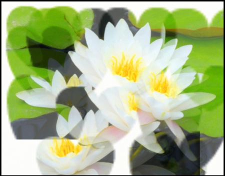 Water Lilies - abstract, white, lillies, green